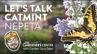 Lets Talk Catmint Nepeta 💜 Garden Guru Sean at The Gardeners Center [upl. by Oskar538]