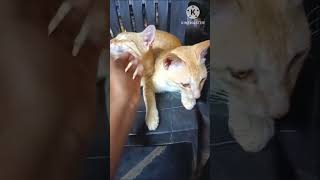 Jinji ❤️😻 cute 🥰subscribe pedda jinji chinna jinjipetloveyt virallove cutesorange jinjer cuts [upl. by Adrell174]