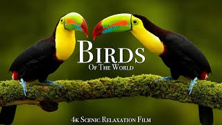 Birds Of The World 4K  Scenic Wildlife Film With Calming Music [upl. by Vyse]