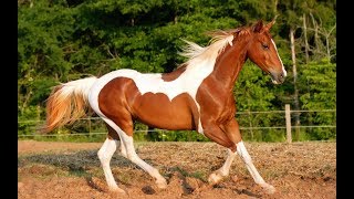 Funciones de los Caballos Carabineros de la Policía  TvAgro por Juan Gonzalo Angel [upl. by Nahtnhoj]