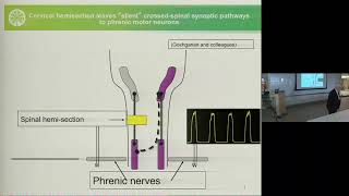 Novel Strategies to Enhance Plasticity after Spinal Cord Injuries [upl. by Batish]