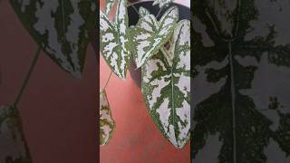 Calathea plant കലാത്തിയ പ്ലാന്റ് [upl. by Reggi]