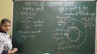 Anatomy of flowering plants  Secondary growth of Dicot stem Part 2 [upl. by Silrac]