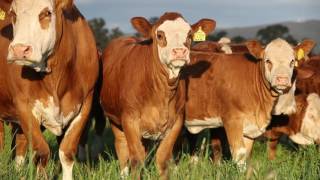 Simmental Large Corporate video [upl. by Derriey183]