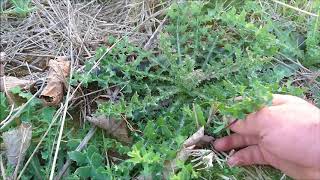 Picking Edible Wild Weeds [upl. by Anilatac]