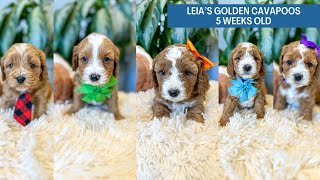 Leias Golden Cavapoos 5 weeks old [upl. by Johnette]