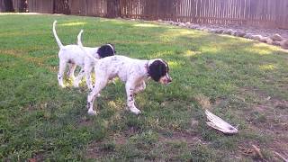 English Setter Training  Mac and Floyd at 3 months [upl. by Pammie137]