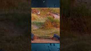 Poor old deer 😱 amazing facts viralvideo animals amazing reels wildlife [upl. by Aisilef]