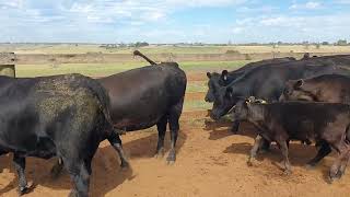 Dunoon 16 Heifers [upl. by Hildick284]