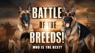 Belgian Malinois vs German Shepherd Which One is the Ultimate Canine Companion [upl. by Varin]