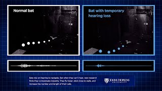 Bats’ Amazing Plan B for When They Can’t Hear [upl. by Ellah]