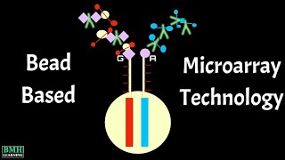 BeadBased Microarray Technology  Illumina Beadchip Genotypes  Illumina Microarray Technology [upl. by Kawasaki497]