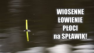 WIOSENNE ŁOWIENIE PŁOCI na SPŁAWIK [upl. by Llessur]