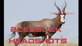 Blesbuck Hunting in South Africa Slowmotion [upl. by Yragerg167]