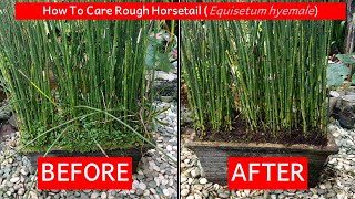 How to care rough horsetail Equisetum hyemale or scouringrush or bambu air [upl. by Romilda]