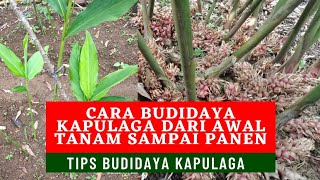 cara budidaya kapulaga dari tanam sampai panen [upl. by Cissy]