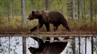 2015081115 Wolves chasing Bears for food in Kuhmo Finland [upl. by Anerul784]