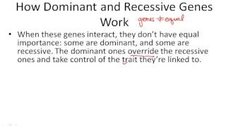 How Dominant and Recessive Genes Work [upl. by Atin874]