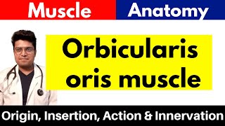 Orbicularis oris Muscle  Origin Insertion Action amp Innervation  in Hindi [upl. by Aeuhsoj]