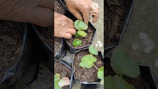 DOUBLE BEGONIA र HANGING BEGONIA VARIETY कसरी रोप्नु  shorts begonia [upl. by Onilecram]