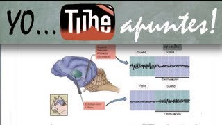 Fisiología del sistema nervioso Sueño EEG [upl. by Introk]