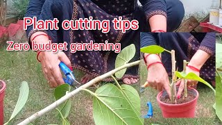 Plant cutting tips  Zero budget gardening  Home Gardening ideas  Home decor  Planting [upl. by Neb]