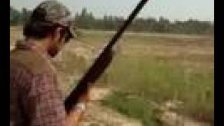 Pheasant Hunting In Pakistan [upl. by Norel953]