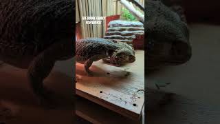 Bearded Dragon WAKING UP For His Worms At Suppertime  BFF Reptile Shorts 116 [upl. by Golda]