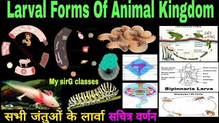 Larval Forms of Animal Kingdom  सभी जंतुओं के लार्वा सचित्र वर्णन [upl. by Wes913]