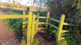 Path leading to Cowdray ruins Midhurst 13th Nov 2024 [upl. by Nehgaem]