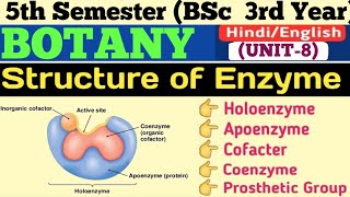 BSc 3rd Year 5th Semester BotanyStructure of Enzyme in HindiHoloenzymeApoenzymeCoenzymeCoFactor [upl. by Snebur]