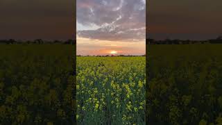 Shorts  Raps field in Dragør  Denmark [upl. by Basham227]