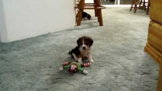 Beagle Puppies 2 [upl. by Chretien]