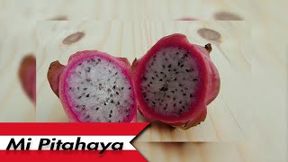 🇵🇪 TUVE PITAHAYA EN MI HUERTO 🇦🇷 [upl. by Karil]