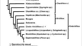 Evolución en plantasRelaciones Filogeneticas [upl. by Keane]