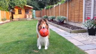 Rough Collie Barking with his mouthful [upl. by Rozek]