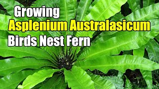 How To Grow Asplenium Australasicum  Birds Nest Fern [upl. by Parthen]