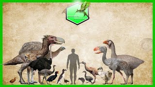 Flightless Birds Size Comparison Living Extinct [upl. by Raveaux]