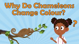 Why Do Chameleons Change Colour  Chameleons Facts  Animal Facts For Kids  Facts About Reptiles [upl. by Marja33]