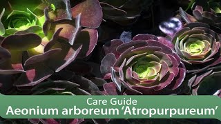 Aeonium arboreum ‘Atropurpureum’ Care Guide [upl. by Enilrac]