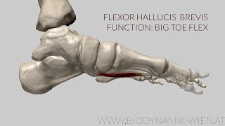 Flexor Hallucis Brevis Function Big Toe Flex 3d Animation [upl. by Tedra]