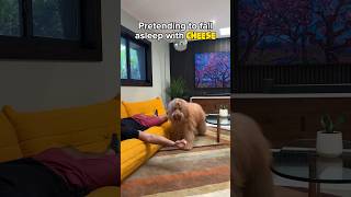 Pretending to fall asleep with cheese in front of my dog challenge goldendoodle goldenretriever [upl. by Bernetta433]