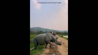 🦏 rhino Kaziranga NationalPark elephante kaziranganationalpark nationalpark [upl. by Goulet]