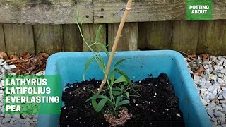 Planting Lathyrus Latifolius Everlasting pea in a container [upl. by Regdor]