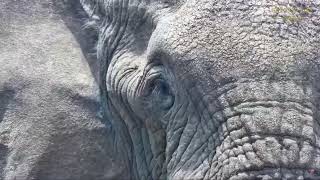 🐘🐘 Bull Elephant Up Close 🐘🐘 [upl. by Enelra]