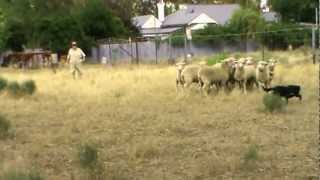 Wyreema Kelpie Stud Working Dog [upl. by Benia]