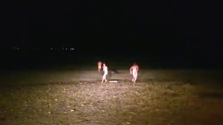 Streakers on Big Bay Beach [upl. by Namwen]