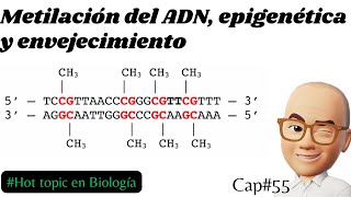 Metilación del ADN epigenética y envejecimiento Cap55 metilación [upl. by Ennagroeg]