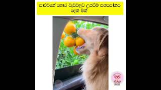 funnyfunnyanimalscatpetsshortvideoshortsshorttrendingshortstiktoktrendingtrendsrilanka [upl. by Notned]