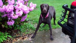 SCAREDY DOG featuring Roxy the Chocolate Lab [upl. by Nwahsd]